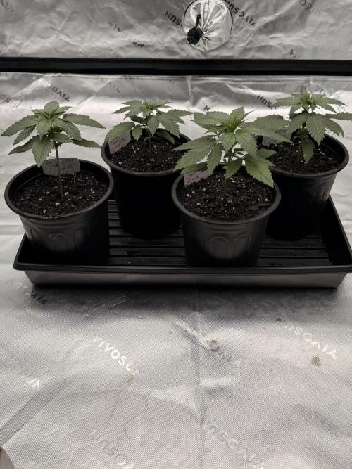 Fast Deisel from izi.farm. Week 3 - 11-8-2025