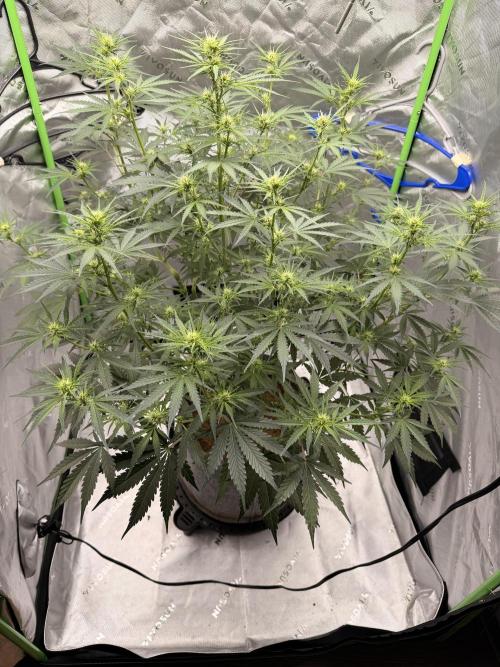 Gorilla Zkittles Auto. Week 7 - 11-8-2025