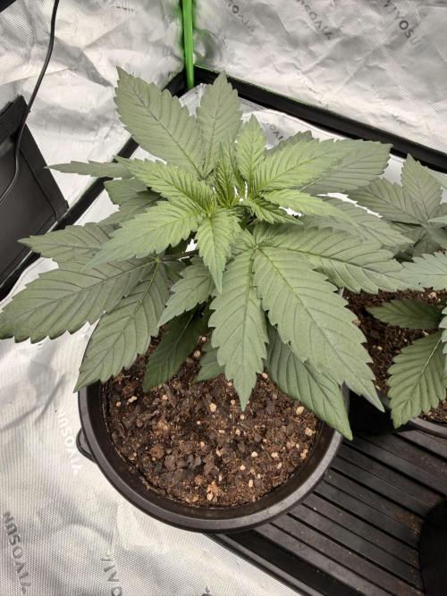 Fast Deisel from izi.farm. Week 3 - 11-11-2025 before topping