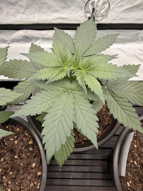 Fast Deisel from izi.farm. Week 3 - 11-11-2025 before topping