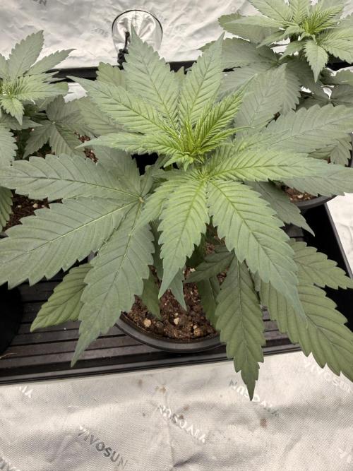 Fast Deisel from izi.farm. Week 3 - 11-11-2025 before topping