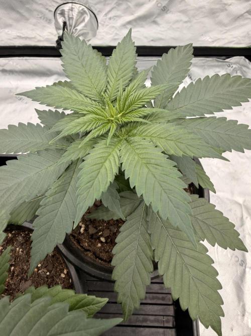 Fast Deisel from izi.farm. Week 3 - 11-11-2025 before topping