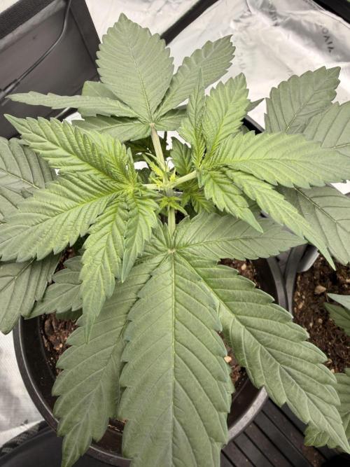 Fast Deisel from izi.farm. Week 3 - 11-11-2025 after topping