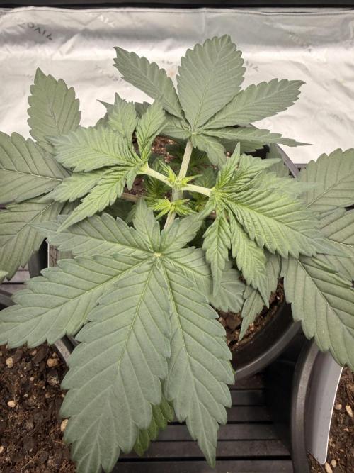 Fast Deisel from izi.farm. Week 3 - 11-11-2025 after topping