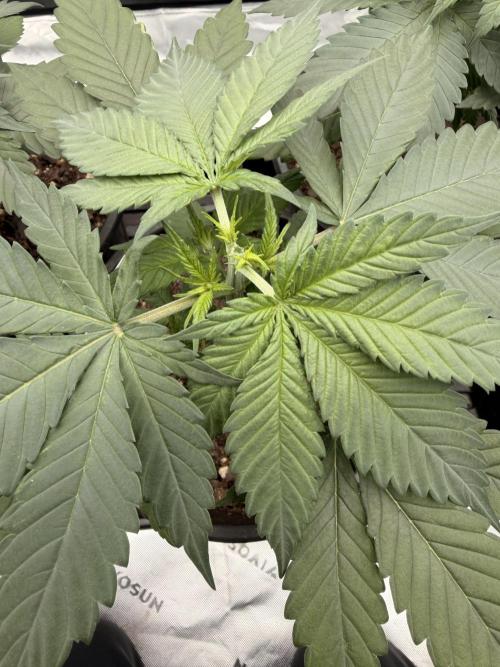 Fast Deisel from izi.farm. Week 3 - 11-11-2025 after topping