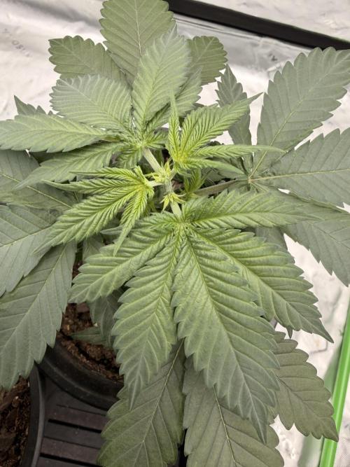 Fast Deisel from izi.farm. Week 3 - 11-11-2025 after topping