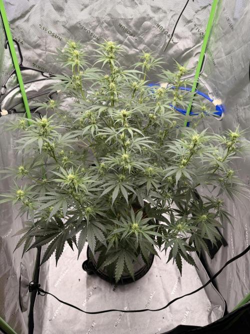 Gorilla Zkittles Auto. Week 8 - 11-10-2025