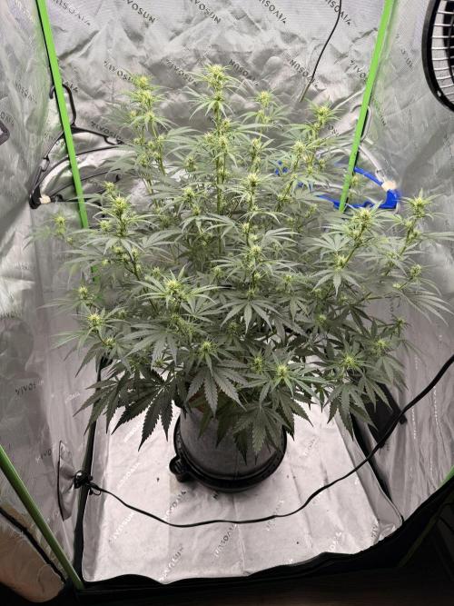 Gorilla Zkittles Auto. Week 8 - 11-9-2025