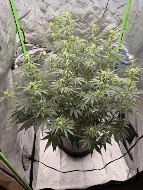 Gorilla Zkittles Auto. Week 8 - 11-11–2025