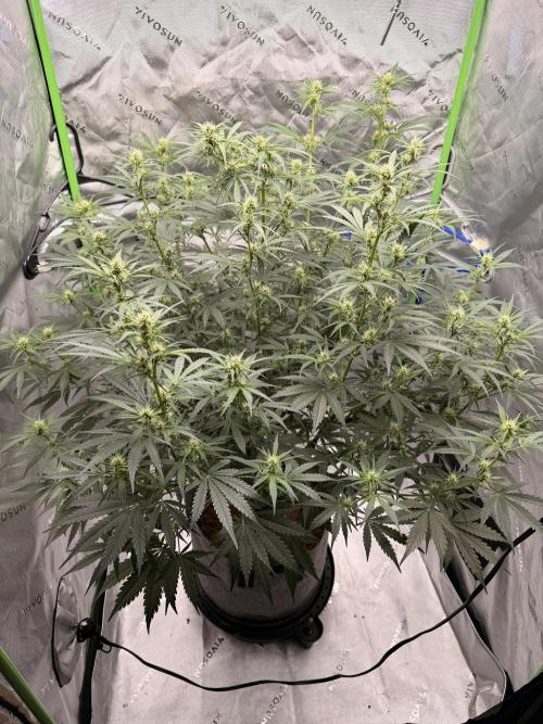 Gorilla Zkittles Auto. Week 8 - 11-12-2025