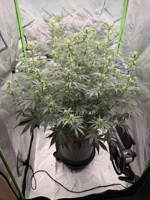 Gorilla Zkittles Auto. Week 8 - 11-13-2025 