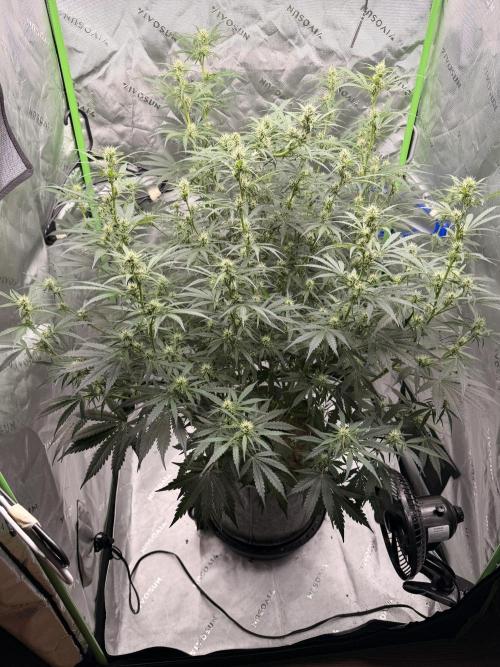 Gorilla Zkittles Auto. Week 8 - 11-14-2025