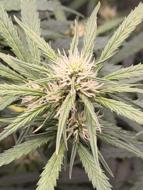 Gorilla Zkittles Auto. Week 8