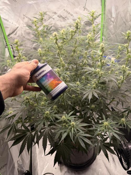 Gorilla Zkittles Auto. Week 8