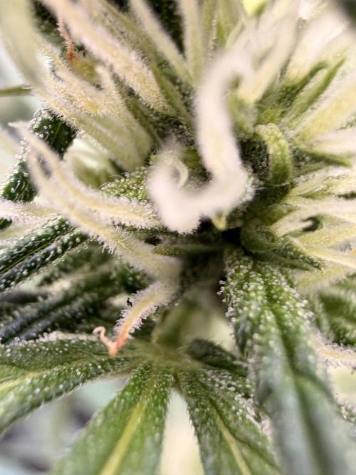 Gorilla Zkittles Auto. Week 8