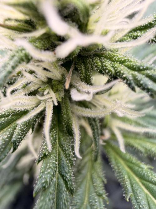 Gorilla Zkittles Auto. Week 8