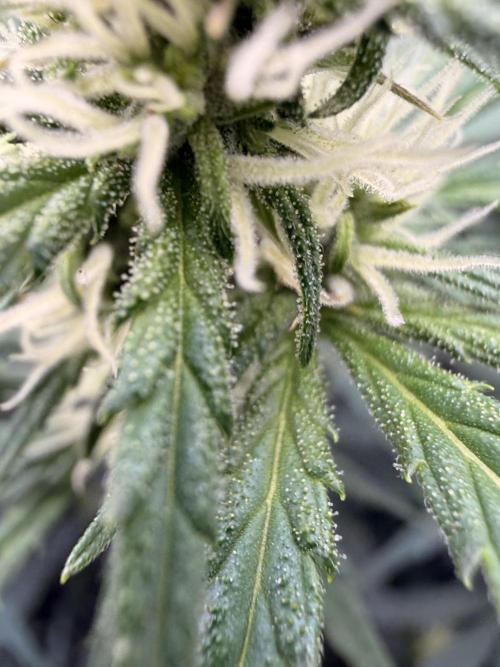 Gorilla Zkittles Auto. Week 8