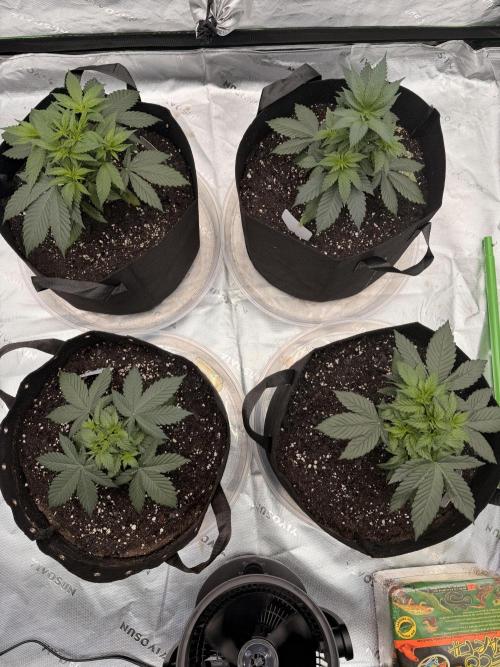 Fast Deisel from izi.farm. Week 4 - 11-15-2025