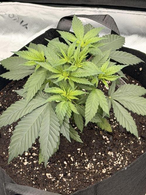 Fast Deisel from izi.farm. Week 4 - 11-15-2025