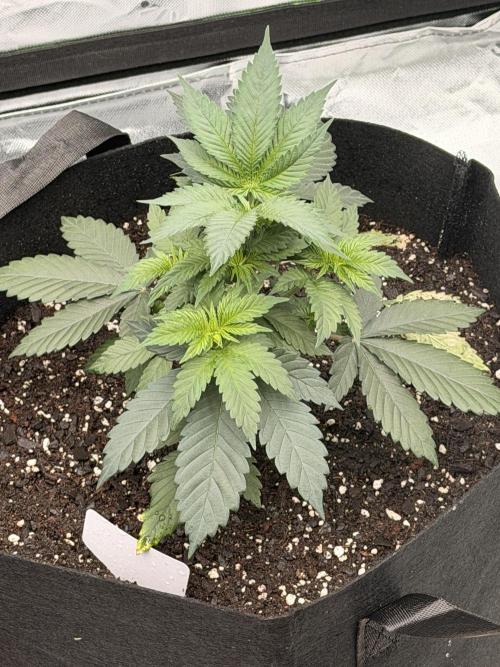 Fast Deisel from izi.farm. Week 4 - 11-15-2025