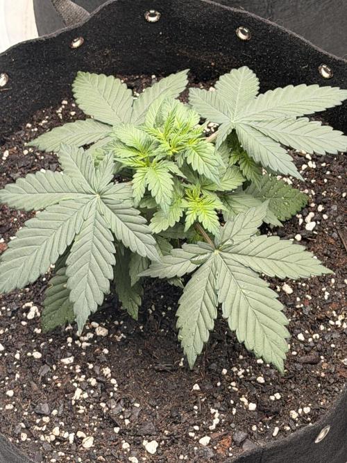 Fast Deisel from izi.farm. Week 4 - 11-15-2025