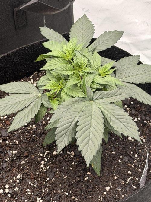 Fast Deisel from izi.farm. Week 4 - 11-15-2025