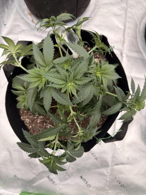 Fast Deisel from izi.farm. Week 4 - 11-20-2025