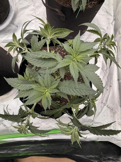 Fast Deisel from izi.farm. Week 4 - 11-20-2025