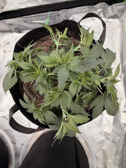 Fast Deisel from izi.farm. Week 4 - 11-20-2025