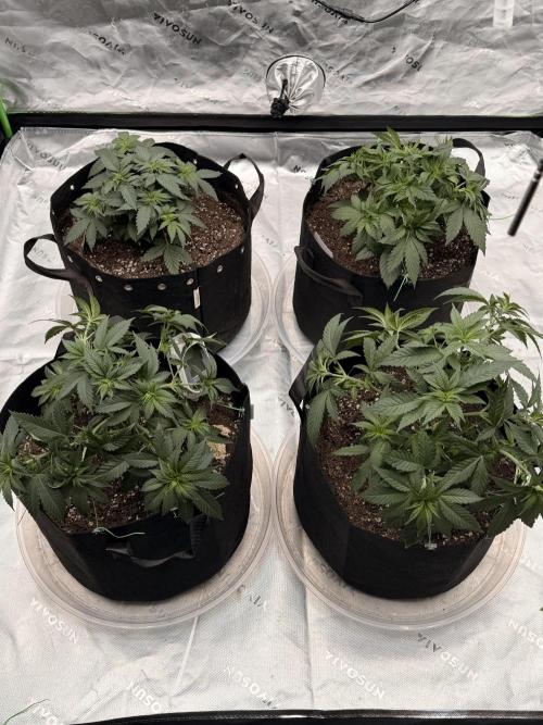 Fast Deisel from izi.farm. Week 4 - 11-20-2025