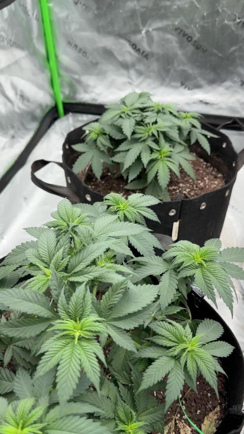 Fast Deisel from izi.farm