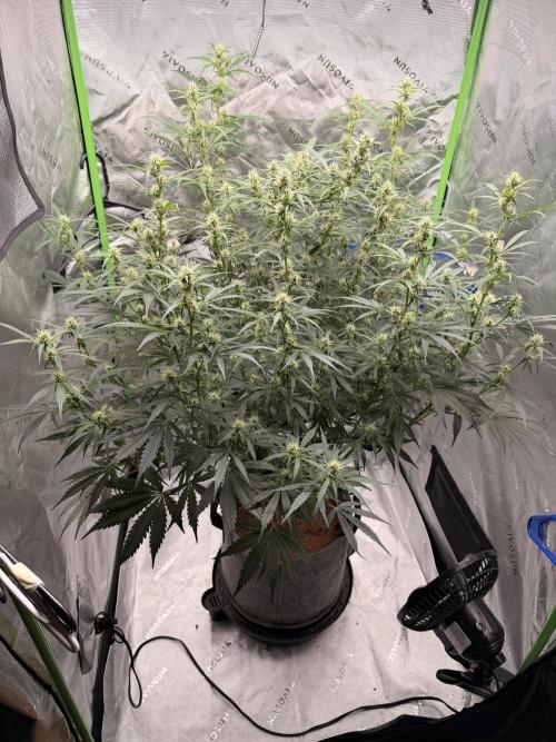 Gorilla Zkittles Auto. Week 9 - 11-16-2025