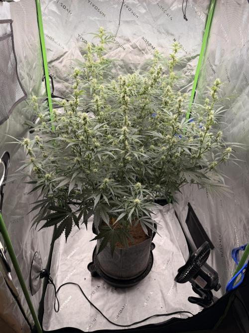 Gorilla Zkittles Auto. Week 9 - 11-17-2025