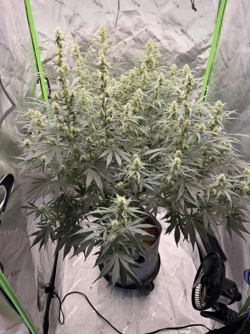 Gorilla Zkittles Auto. Week 9 - 11-21-2025