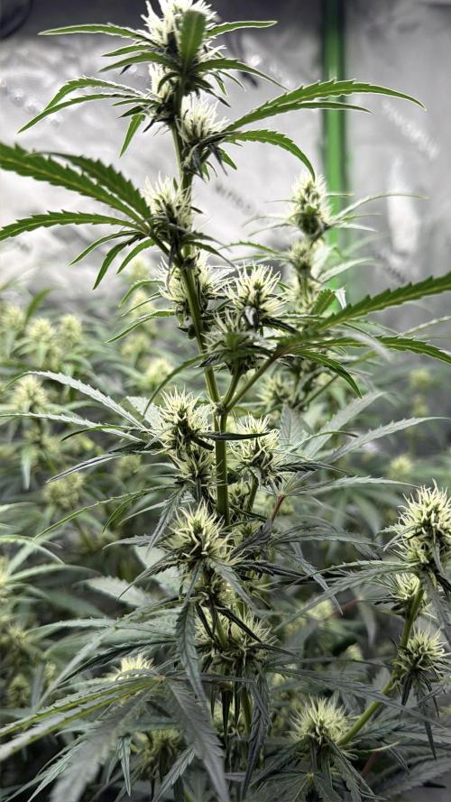 Gorilla Zkittles Auto. Week 9