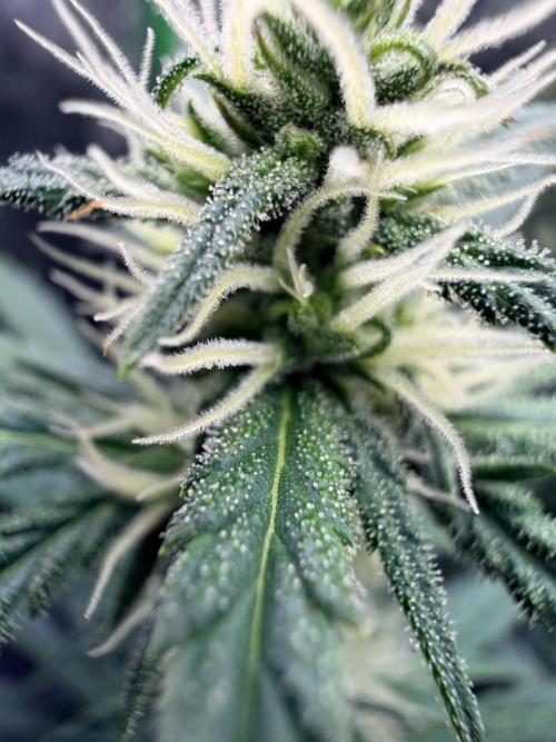 Gorilla Zkittles Auto. Week 9