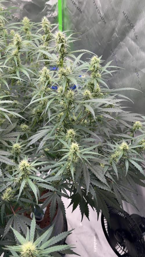 Gorilla Zkittles Auto