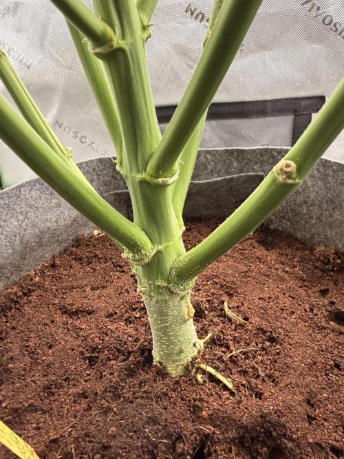 Gorilla Zkittles Auto. Week 9