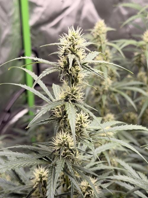 Gorilla Zkittles Auto. Week 9