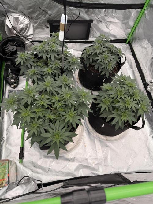 Fast Deisel from izi.farm. Week 5