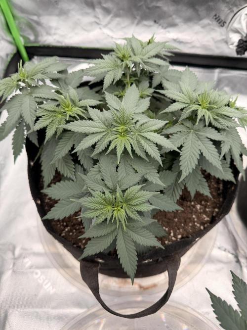 Fast Deisel from izi.farm. Week 5