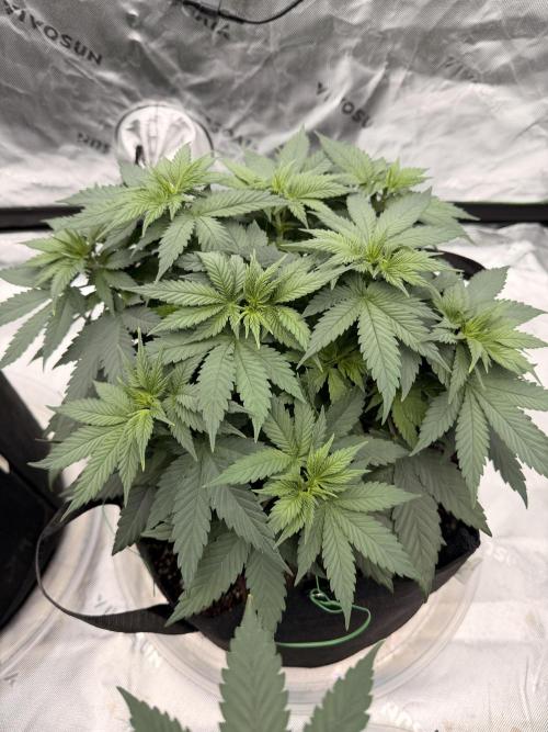 Fast Deisel from izi.farm. Week 5