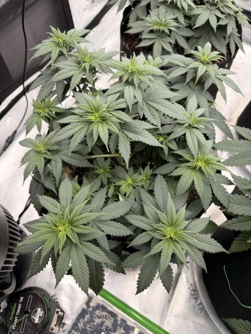 Fast Deisel from izi.farm. Week 5
