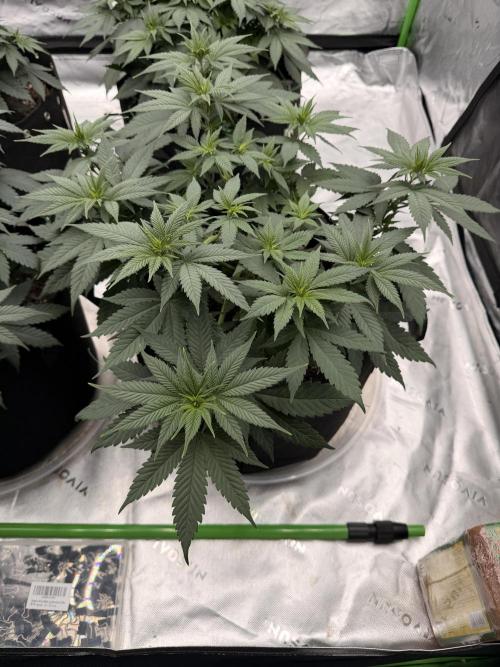 Fast Deisel from izi.farm. Week 5