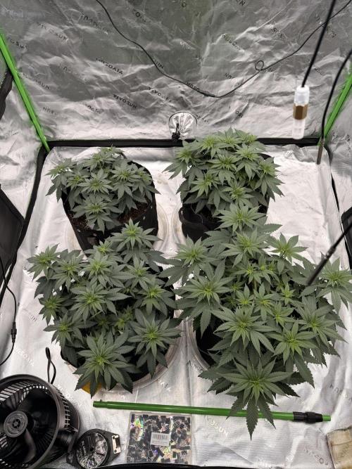 Fast Deisel from izi.farm. Week 5