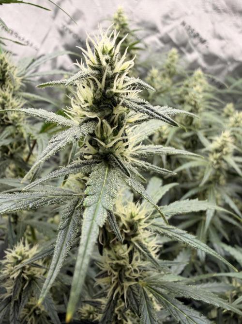 Gorilla Zkittles Auto. Week 10 - 11-23-2025