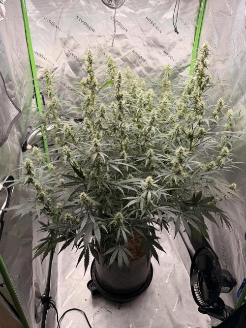 Gorilla Zkittles Auto. Week 10 - 11-23-2025