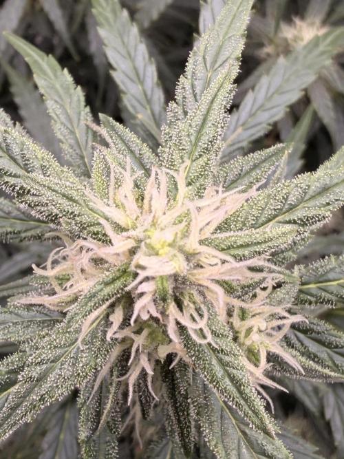 Gorilla Zkittles Auto. Week 10 - 11-26-2025