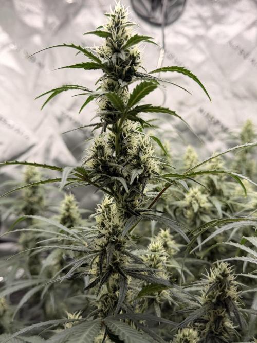 Gorilla Zkittles Auto. Week 10 - 11-26-2025