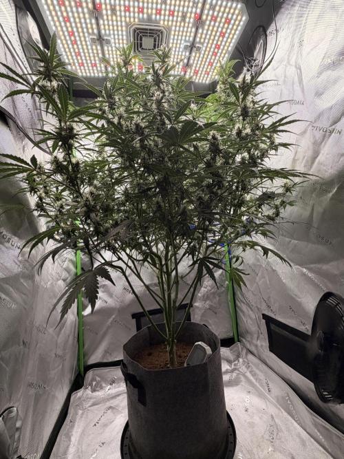 Gorilla Zkittles Auto. Week 10 - 11-26-2025